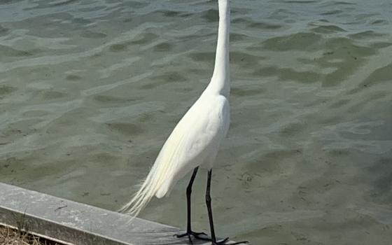 A heron by the water with a discarded sneaker