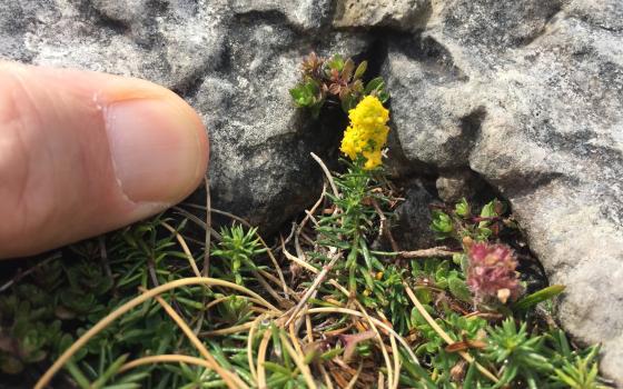 tiny flower with thumb