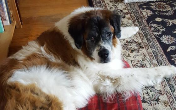 Ambrose on his dog bed awaits his salmon jerky treats. (Provided photo)