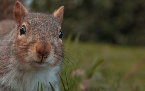 Squirrel (Unsplash/Clovis Wood Photography)