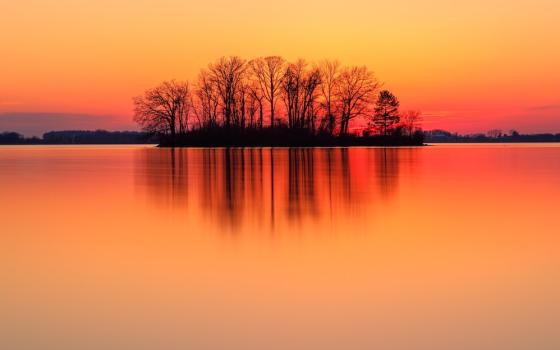 Bare trees seen in the distance grouped on an island