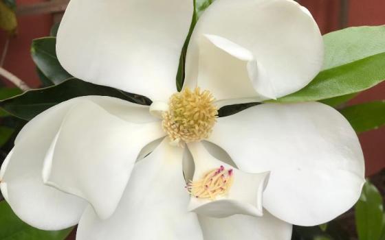 magnolia flower