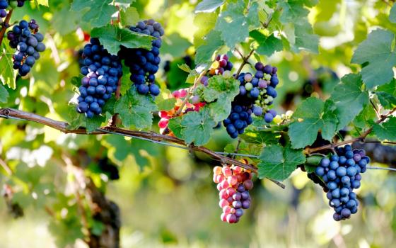 Vineyard (Unsplash/Samuel Zeller)