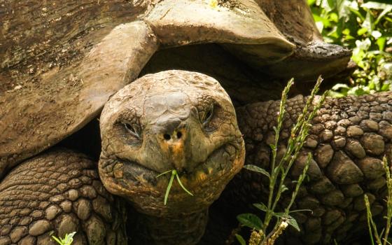 A giant tortoise on Santa Cruz Island in The Galápagos (NCR photo/Bill Mitchell)