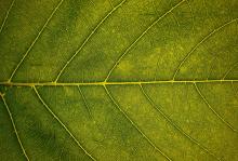 Closeup of a green leaf (Vivaan Trivedii)