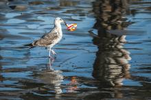 A bird picks up a piece of trash on Avila Beach along California's central coast. (Unsplash/Tim Mossholder)