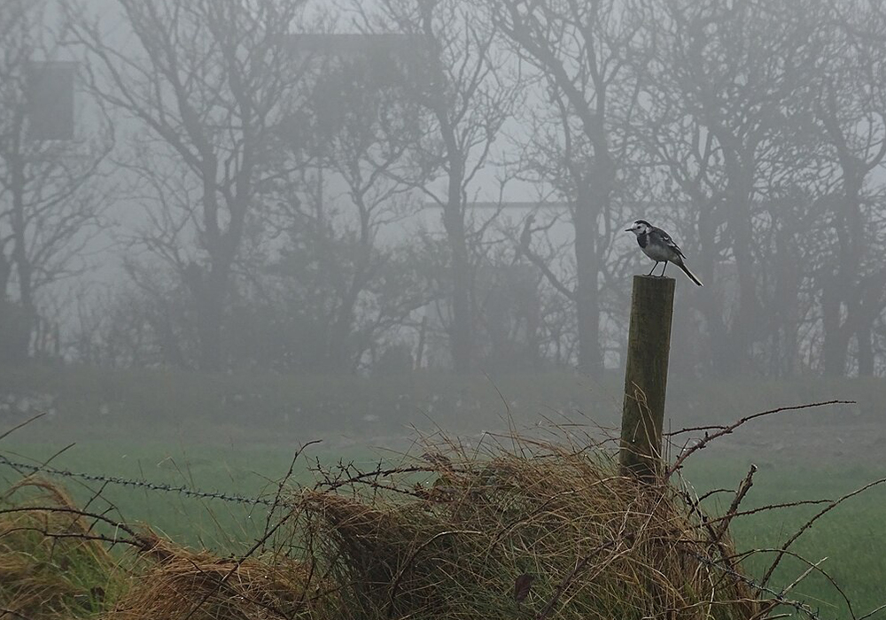 A bird is pictured in County Cork, Ireland. Irish ornithologist Séan Ronayne's enthusiasm for birds started in his youth. As a child who struggled to fit in among peers, he took solace in the woods and coastlines around his home in Cobh, County Cork. (Wikimedia Commons/David Sands, CC BY-SA 2.0)