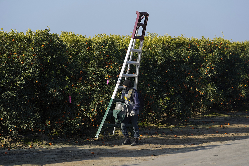 A farmworker gets ready to pick fruit at a citrus farm in Kern County, Calif., Jan. 20, 2025. (AP Photo/Godofredo A. Vásquez)