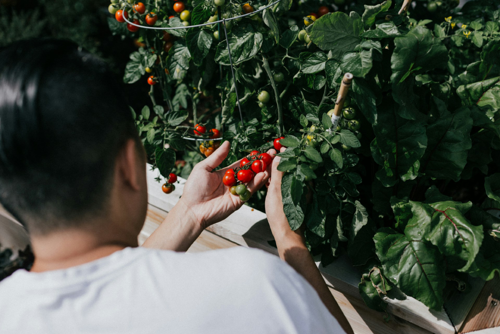 Over-the-shoulder view of someone holding a small bunch of bright red tomatoes on the vine of a tomato plant.