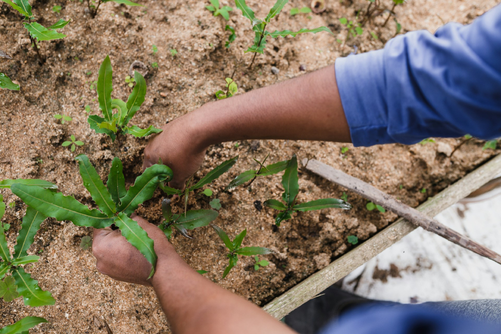 Bare hands planting sprouted plants in a raised garden bed full of soil.