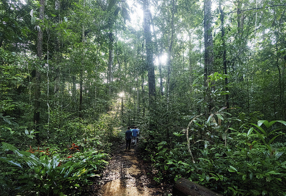 Environmentalists walk through the Caxiuana National Forest, in Para state, Brazil, on March 22. (AP photo/Jorge Saenz)