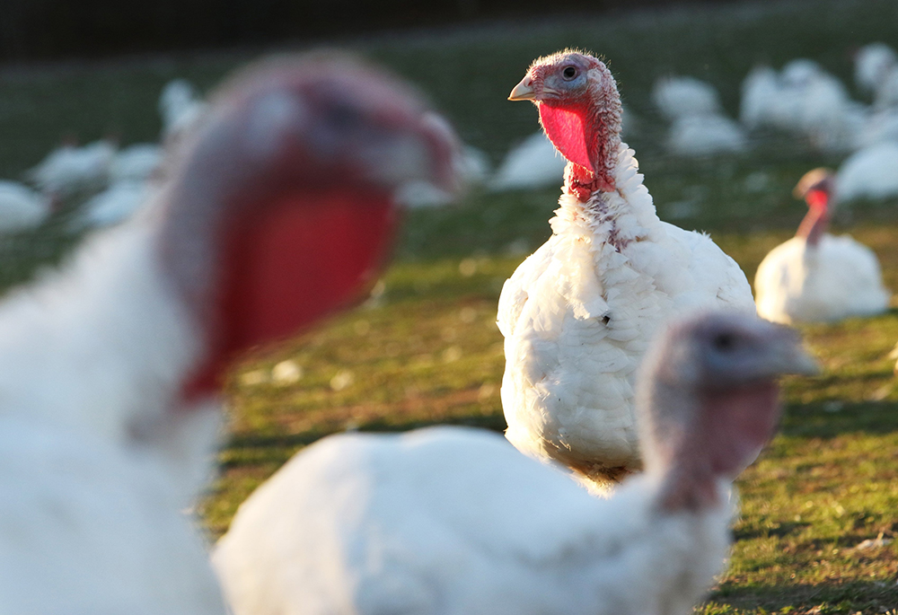 Free-range turkeys are seen Nov. 3, 2024, at Miloski's Poultry Farm in Calverton, New York. (OSV News/Gregory A. Shemitz)