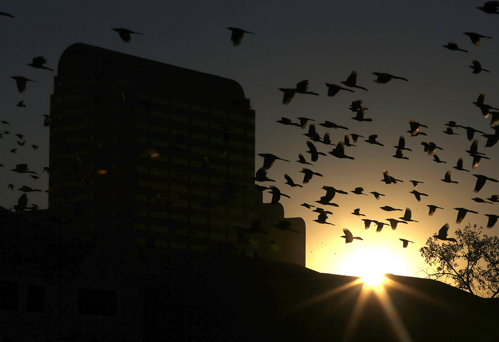 Birds congregate around office buildings as the sun sets on North Dallas, Dec. 17, 2013. One study found that more than 1 billion birds are killed annually in the U.S. in collisions with windows. (AP photo/LM Otero, File)