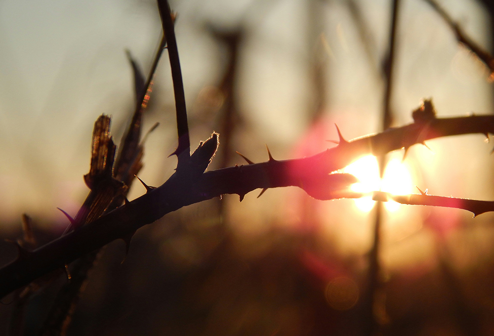 Silhouette of a thorny branch against a sunset (Unsplash/Josie Weiss)