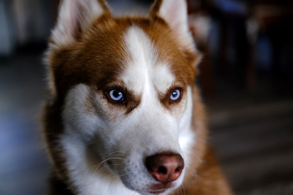 The author's Siberian husky, Rahner, is named for the Jesuit theologian Fr. Karl Rahner. (Courtesy of Daniel P. Horan)
