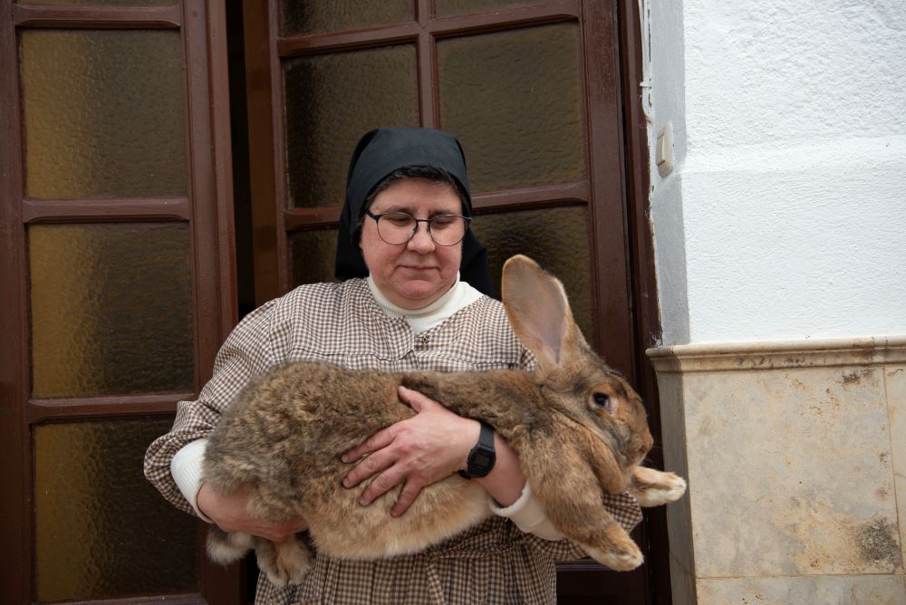 Sor Consuelo Peset Laudeña muestra un ejemplar de conejo gigante español criado en el Convento de San Antonio de Padua en Toledo, España. (Foto: Lissette Lemus)