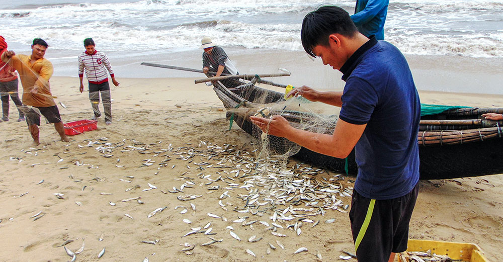 Fishermen in Cua Viet, Quang Tri, Vietnam, untangle herring from their nets after a catch on April 2, 2026. (Photo: Reporter in Vietnam)