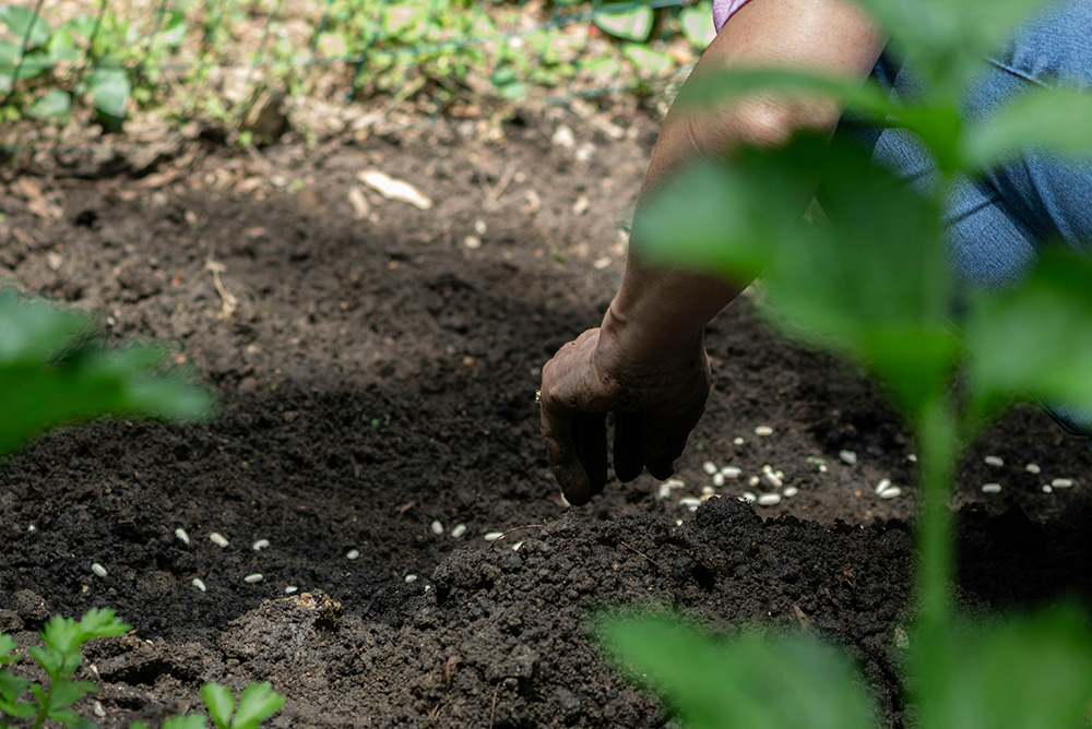 A Black person sows seeds in a field (Unsplash/Alek Newton)