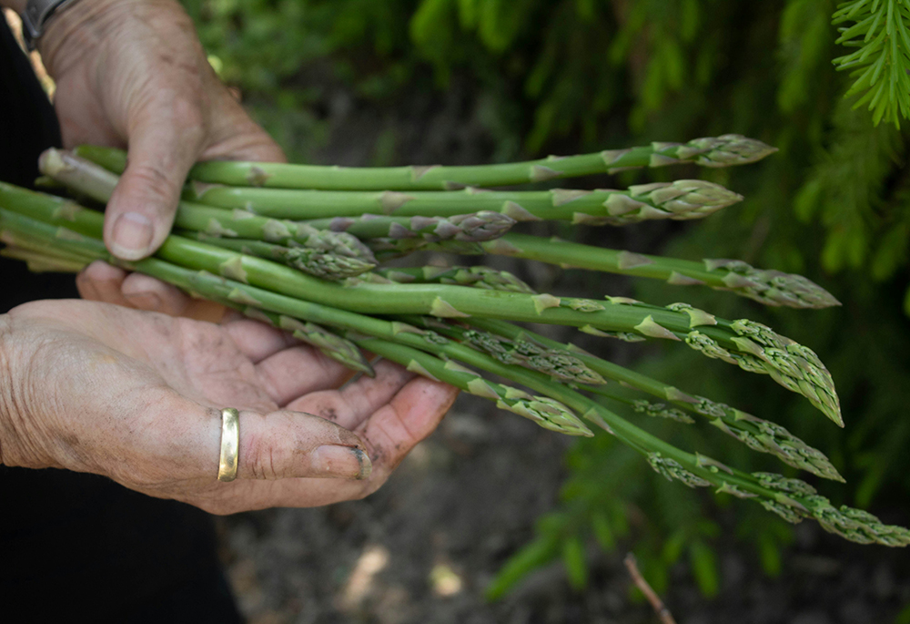 A person hold asparagus in an outside setting. (Unsplash/Inge Poelman)