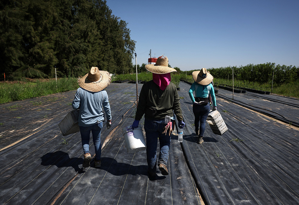 Guatemalan immigrants carry supplies into a field at a farm in Kern County, California, June 18, 2025. (OSV News/Reuters/Pilar Olivares)