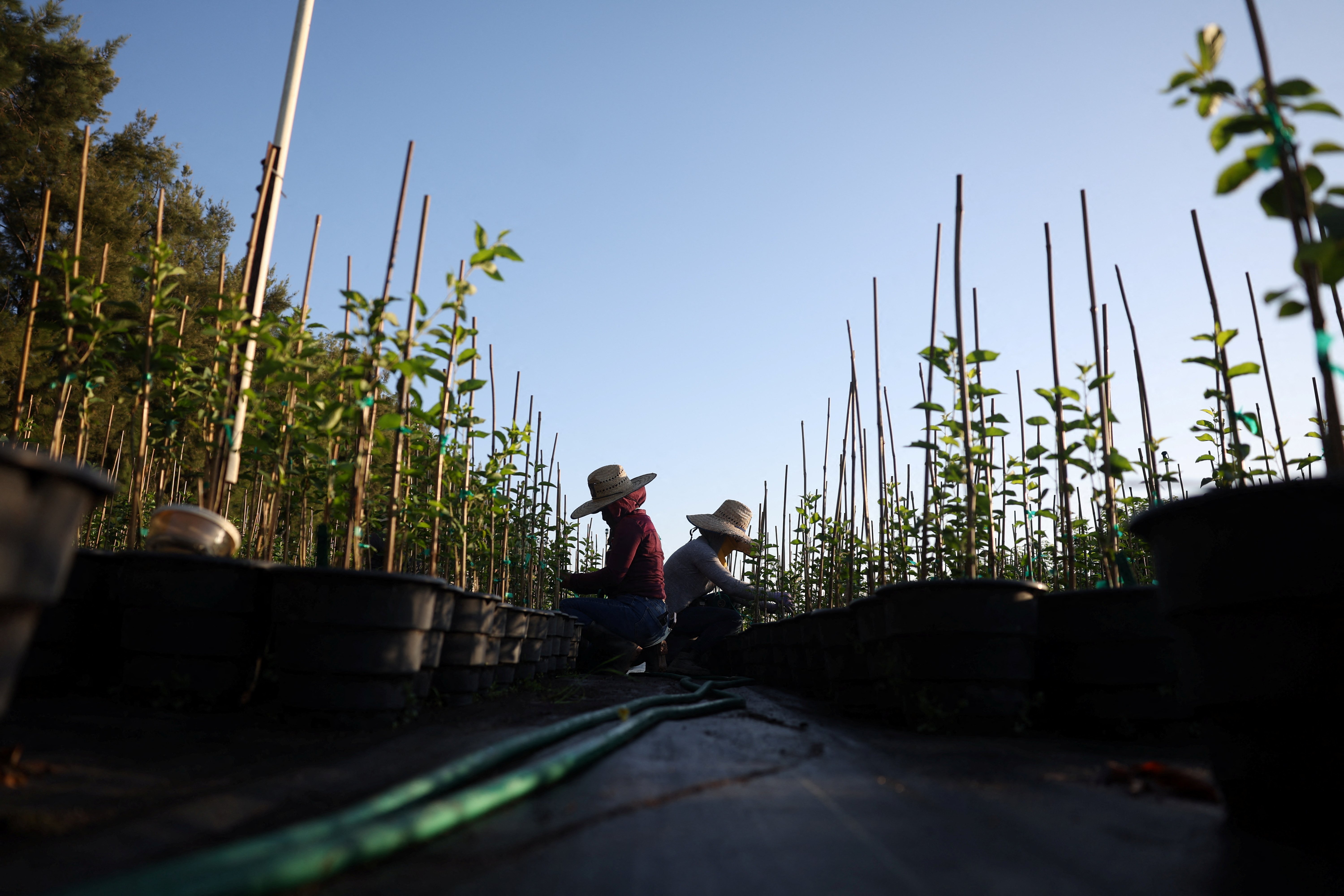 Guatemalan migrants work at a farm in Kern County, Calif., June 18, 2025. The U.S. bishops and other Catholic groups have issued public comments expressing concern about still-pending proposed federal regulations that would further restrict asylum-seekers and other migrants and their families from work authorization and housing assistance. 
