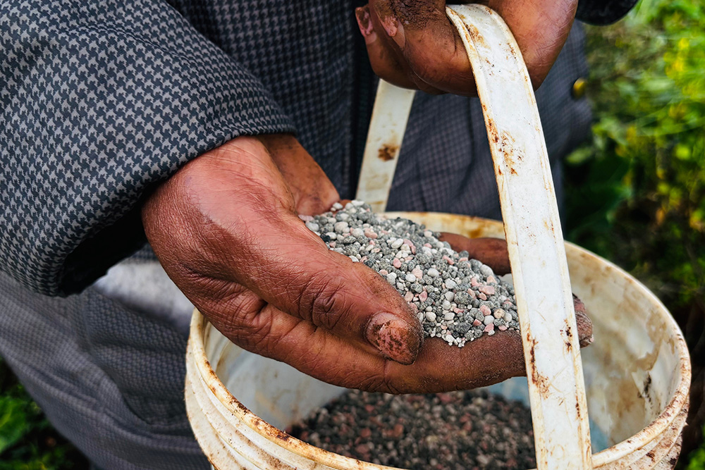 A farmer applies fertilizer to her land in Limuru, Kenya, March 25, 2026. (AP/Jackson Njehia, File)