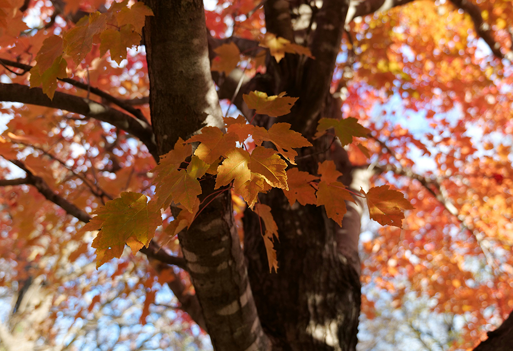 A tree with warm-colored fall leaves is pictured in Des Moines, Iowa, in 2024. (Unsplash/Andrew Phares)