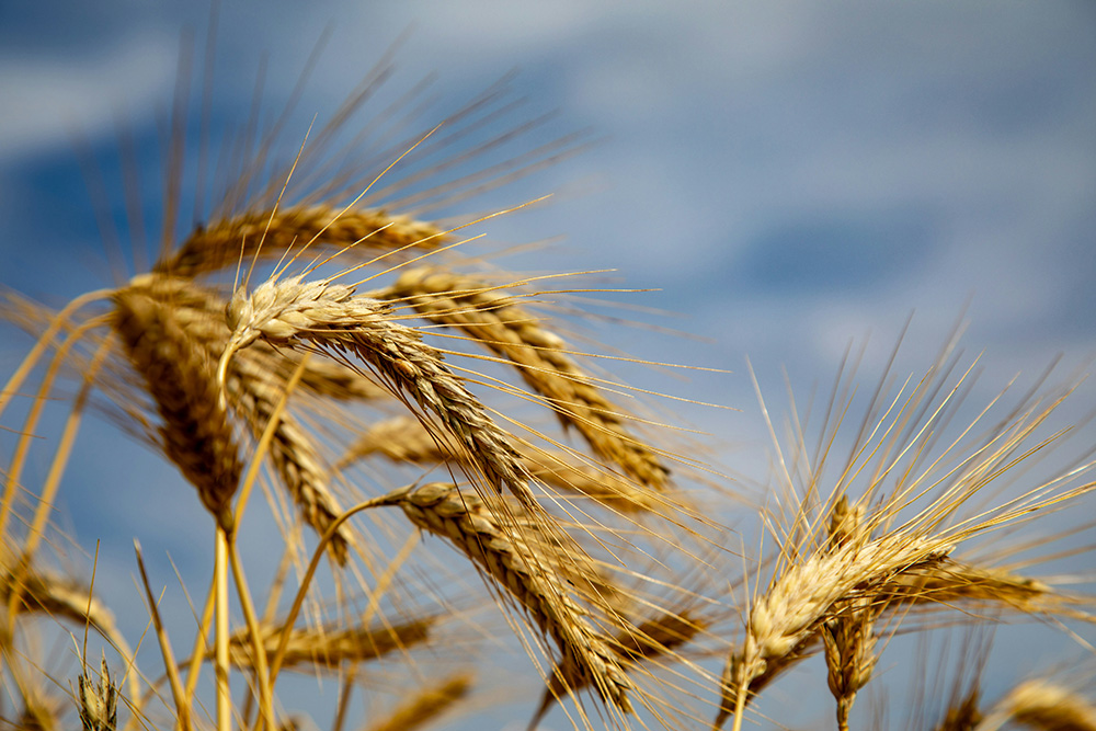 Wheat plants photographed against a partly cloudy sky (Unsplash/Katja Ano)