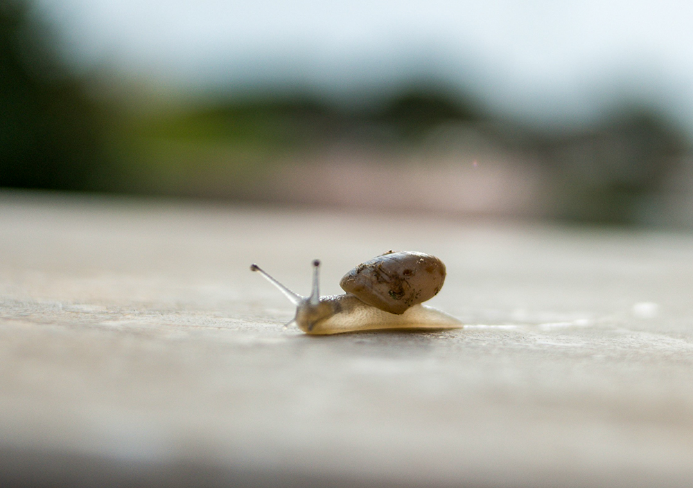 Snail in Italy (Unsplash/Luca Pennacchioni)