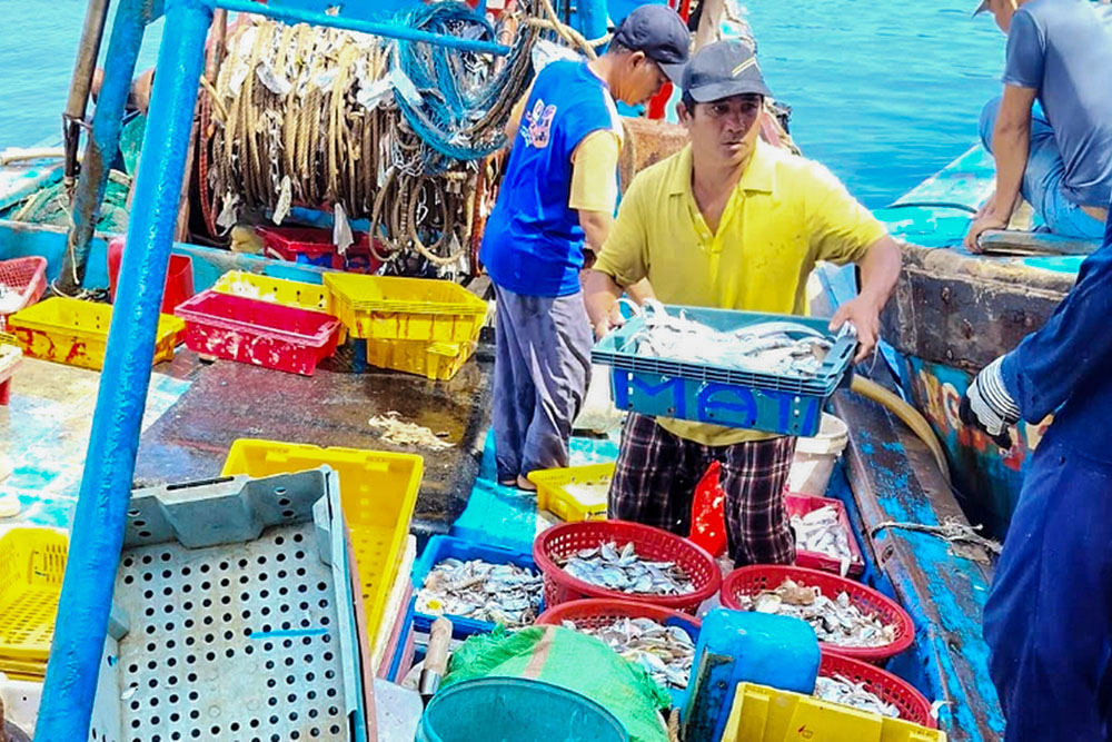 Huynh Ba Oa (in yellow) unloads fish from his catch aboard in Lang Co Bay, Vietnam, on June 16, 2026. Oa says plastic waste and abandoned fishing gear increasingly fill his nets. (Joachim Pham)