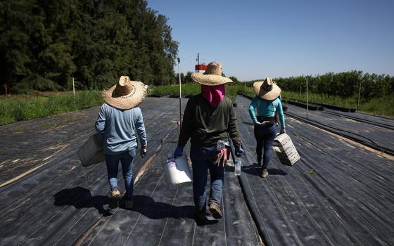 Guatemalan immigrants carry supplies into a field at a farm in Kern County, California, June 18, 2025. (OSV News/Reuters/Pilar Olivares)