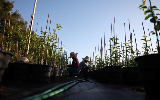 Guatemalan migrants work at a farm in Kern County, Calif., June 18, 2025. The U.S. bishops and other Catholic groups have issued public comments expressing concern about still-pending proposed federal regulations that would further restrict asylum-seekers and other migrants and their families from work authorization and housing assistance. 