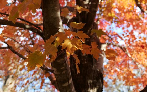 A tree with warm-colored leaves is pictured in Des Moines, Iowa, in this 2024 photo illustration. (Unsplash/Andrew Phares)