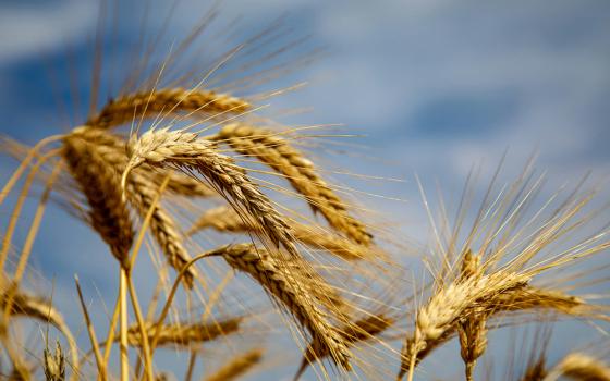 Wheat plants photographed against a partly cloudy sky (Unsplash/Katja Ano)