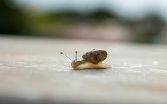 Snail in Italy (Unsplash/Luca Pennacchioni)